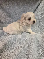 Blue, a male Maltese for sale in Noblesville, IN – 2 of 6