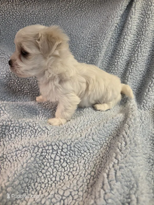 Blue – Maltese puppy for sale in Noblesville, IN