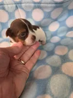 Chocolate, a male Yorkshire Terrier for sale in Noblesville, IN – 4 of 5