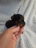 Male yorkie, a male Yorkshire Terrier for sale in Noblesville, IN – 4 of 5