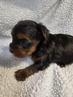 Male yorkie, a male Yorkshire Terrier for sale in Noblesville, IN – 5 of 5