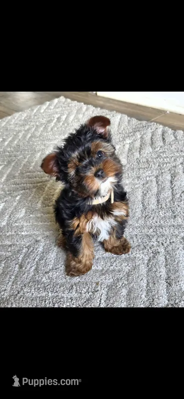 Female yorkie – Yorkshire Terrier puppy for sale in Noblesville, IN