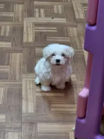 Sold-blue, a male Maltese for sale in Noblesville, IN – 2 of 4