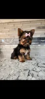Pink female, a female Yorkshire Terrier for sale in Noblesville, IN – Photo 3 of 4