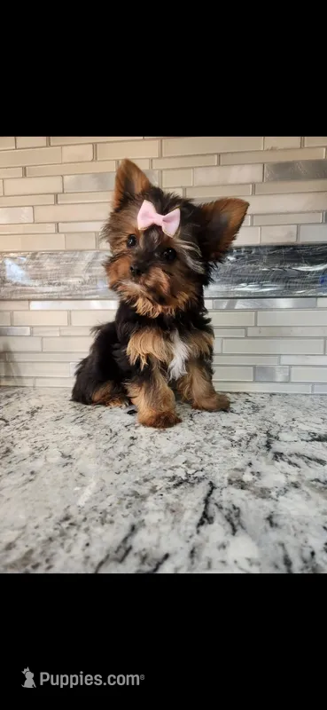 Pink female – Yorkshire Terrier puppy for sale in Noblesville, IN
