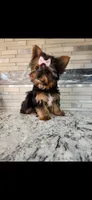 Pink female, a female Yorkshire Terrier for sale in Noblesville, IN – Photo 1 of 4
