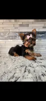 Pink female, a female Yorkshire Terrier for sale in Noblesville, IN – Photo 2 of 4