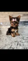 Pink female, a female Yorkshire Terrier for sale in Noblesville, IN – Photo 4 of 4