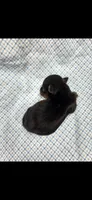 Male yorkie, a male Yorkshire Terrier for sale in Noblesville, IN – 5 of 5