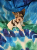 Tiny, a male Yorkshire Terrier for sale in Noblesville, IN – 7 of 7