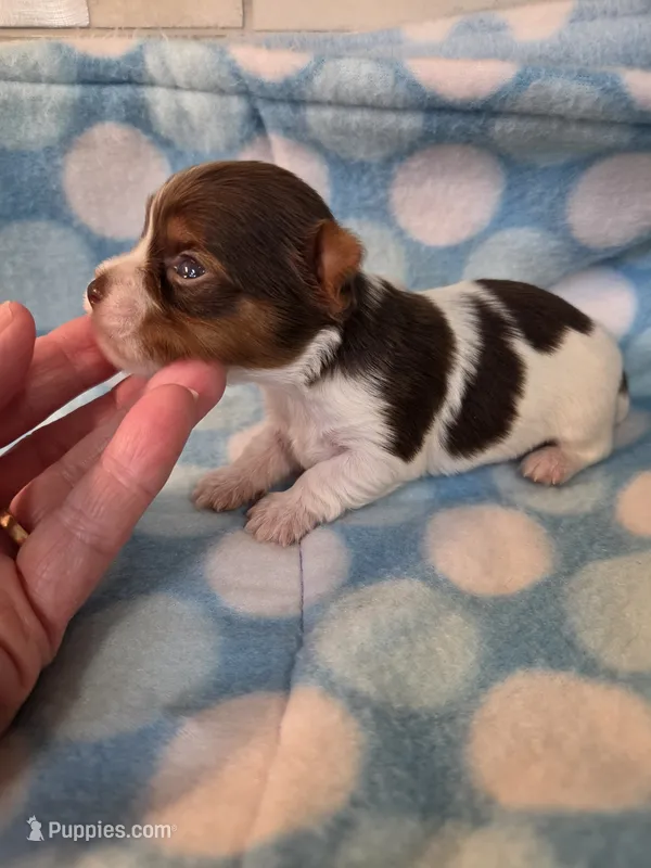 Chocolate – Yorkshire Terrier puppy for sale in Noblesville, IN