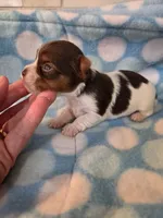 Chocolate, a male Yorkshire Terrier for sale in Noblesville, IN – 1 of 5