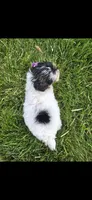 Purple female, a female Yorkipoo for sale in Noblesville, IN – 4 of 6