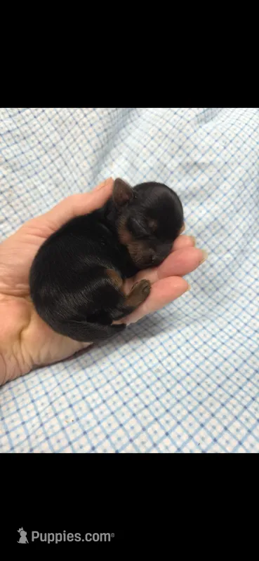 Male yorkie – Yorkshire Terrier puppy for sale in Noblesville, IN