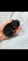 Male yorkie, a male Yorkshire Terrier for sale in Noblesville, IN – 1 of 5