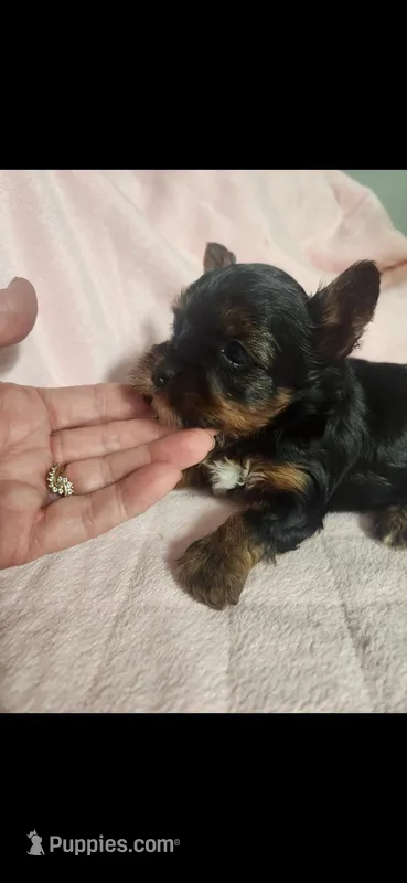 Female #1 – Yorkshire Terrier puppy for sale in Noblesville, IN