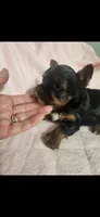 Female #1, a female Yorkshire Terrier for sale in Noblesville, IN – Photo 1 of 4