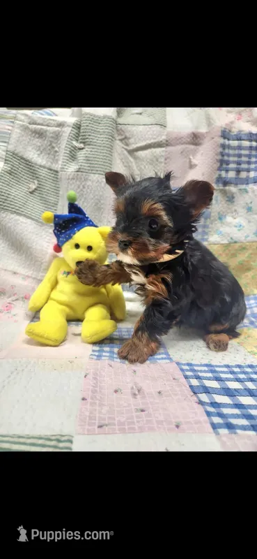 Female yorkie – Yorkshire Terrier puppy for sale in Noblesville, IN