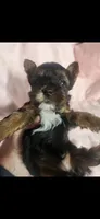 Female #1, a female Yorkshire Terrier for sale in Noblesville, IN – Photo 2 of 4