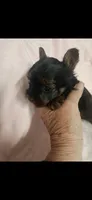 Female #1, a female Yorkshire Terrier for sale in Noblesville, IN – Photo 3 of 4
