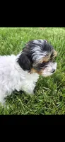 Purple female, a female Yorkipoo for sale in Noblesville, IN – 5 of 6