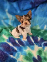 Tiny, a male Yorkshire Terrier for sale in Noblesville, IN – 2 of 7