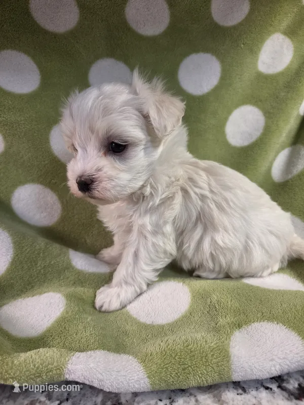 Green – Maltese puppy for sale in Noblesville, IN