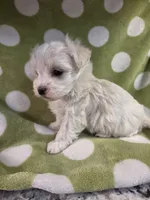 Green, a male Maltese for sale in Noblesville, IN – 1 of 6