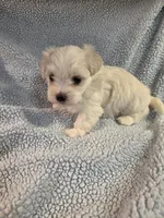 Blue, a male Maltese for sale in Noblesville, IN – 3 of 6