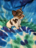 Tiny, a male Yorkshire Terrier for sale in Noblesville, IN – 3 of 7