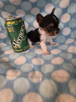 Vernor, a female Yorkshire Terrier for sale in Noblesville, IN – 3 of 5