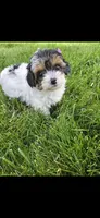 Purple female, a female Yorkipoo for sale in Noblesville, IN – 2 of 6