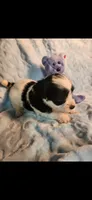 Male #, a male Yorkipoo for sale in Noblesville, IN – Photo 2 of 3