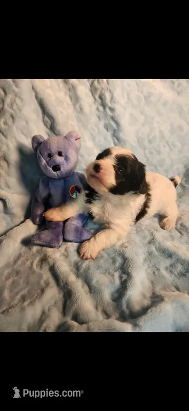 Male #, a male Yorkipoo for sale in Noblesville, IN – Photo 1 of 3