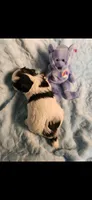 Male #, a male Yorkipoo for sale in Noblesville, IN – Photo 3 of 3