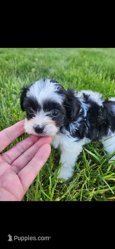 Female #2 – Yorkipoo puppy for sale in Noblesville, IN