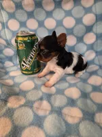 Vernor, a female Yorkshire Terrier for sale in Noblesville, IN – 5 of 5