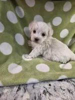 Green, a male Maltese for sale in Noblesville, IN – 2 of 6