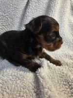 Male yorkie, a male Yorkshire Terrier for sale in Noblesville, IN – 3 of 5