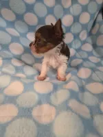 Squirt, a male Yorkshire Terrier for sale in Noblesville, IN – 3 of 4