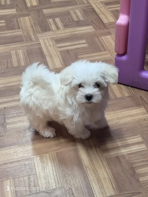 Green – Maltese puppy for sale in Noblesville, IN