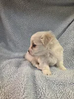 Blue, a male Maltese for sale in Noblesville, IN – 6 of 6