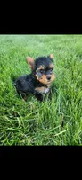 Male-blue, a male Yorkshire Terrier for sale in Noblesville, IN – 6 of 6