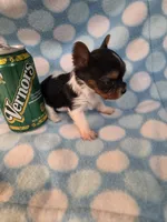Vernor, a female Yorkshire Terrier for sale in Noblesville, IN – 4 of 5