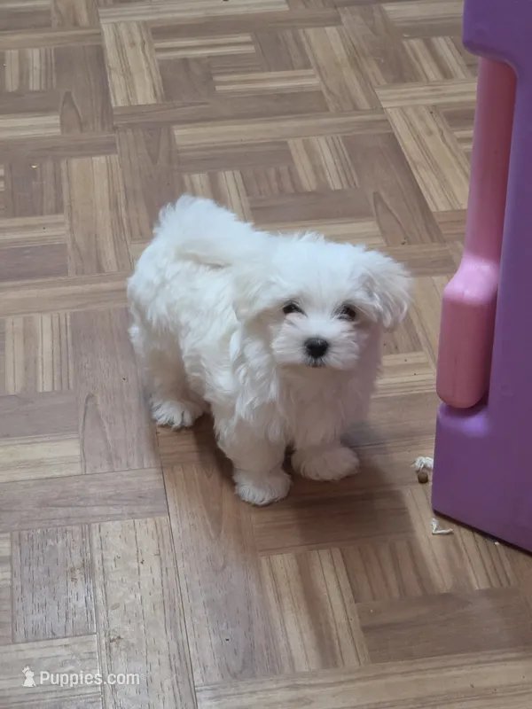 Blue – Maltese puppy for sale in Noblesville, IN