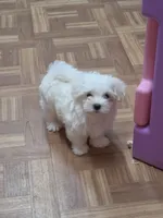 Sold-blue, a male Maltese for sale in Noblesville, IN – 1 of 4