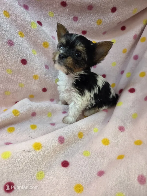 Vernor – Yorkshire Terrier puppy for sale in Noblesville, IN