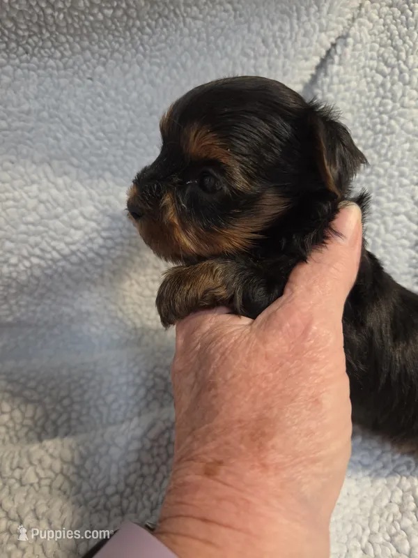 Male yorkie – Yorkshire Terrier puppy for sale in Noblesville, IN