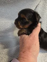 Male yorkie, a male Yorkshire Terrier for sale in Noblesville, IN – 1 of 5