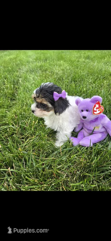 Purple female – Yorkipoo puppy for sale in Noblesville, IN